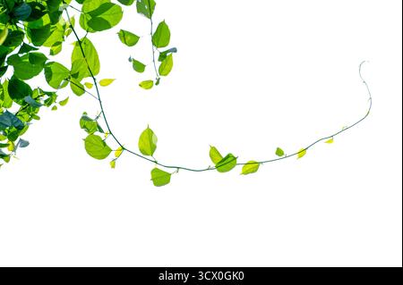 vine frame leaf vine isolates on a white background Stock Photo