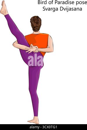 Young woman practicing Svarga Dvijasana yoga pose. Bird of Paradise pose. Isolated vector illustration. Stock Vector
