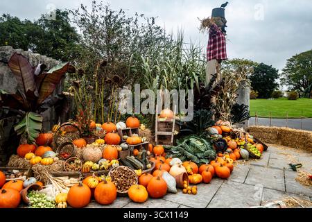 Halloween display with pumpkins, gourds, vegetables, and scarecrow at the National Botanic Gardens, Dublin, Ireland, celebrating autumn and harvest se Stock Photo
