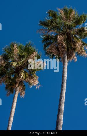 The fronds of two palm leaves blow in the wind. Stock Photo