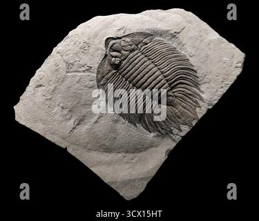 Fauna of the Silurian Sea. Ancient marine life with ammonites ...