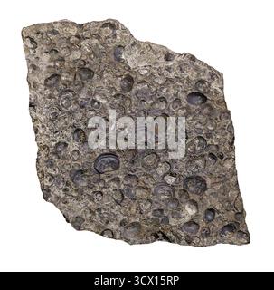 Brachiopod fossils, shells on ancient sea floor, 215–318 million years old, Paleozoic Era, Kansas, USA. Stock Photo