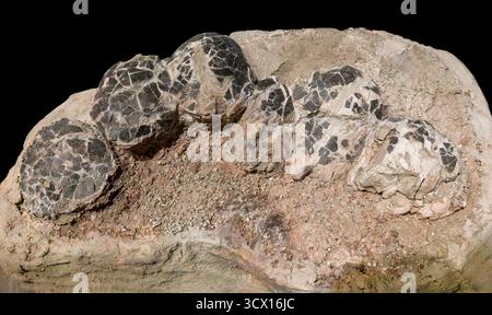 Dinosaur eggs, fossil specimen, Late Cretaceous Period (70–66 million years ago), Fremont County, Colorado, USA Stock Photo