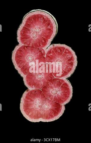 Rhodochrosite (MnCO₃), polished specimen showing concentric banding and cross-cut circular patterns Stock Photo