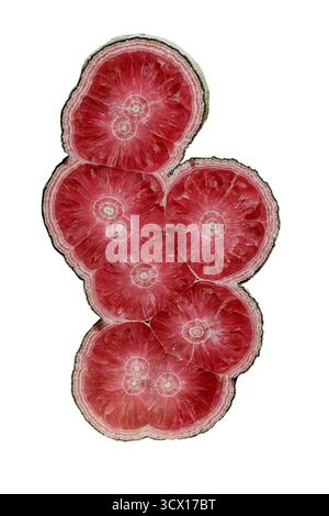 Rhodochrosite (MnCO₃), polished specimen showing concentric banding and cross-cut circular patterns Stock Photo