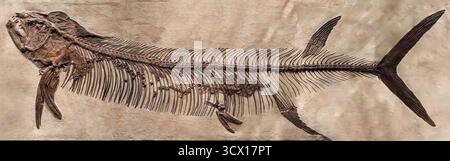 Predatory fish (Xiphactinus audax), Late Cretaceous Period (85–66 million years ago), Niobrara Formation (Smoky Hill Chalk), Gove County, Kansas, USA Stock Photo