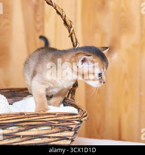 Abyssinian kitten exploring wicker basket against wooden background. Stock Photo