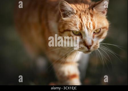 Beautiful ginger and white tabby cat walking on green grass in natural garden setting Stock Photo