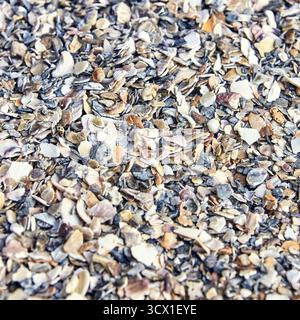 Close-up of colorful seashell fragments on a sandy beach surface. Stock Photo