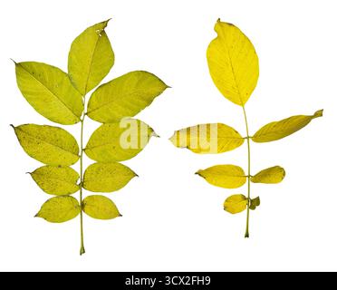 Yellow walnut leaves isolated on white background – autumn botanical composition Stock Photo