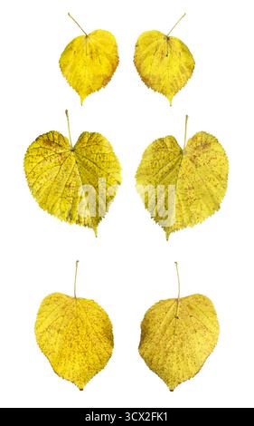Yellow linden tree leaves isolated on white background – autumn botanical collection Stock Photo