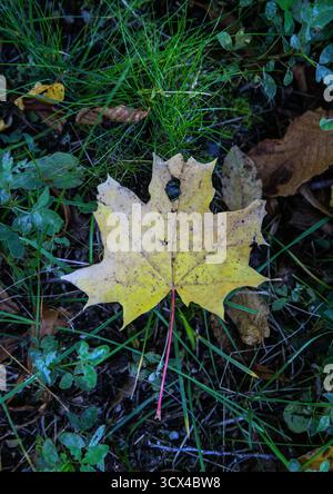 A lonely maple leaf on the ground in the forest in sweden Stock Photo