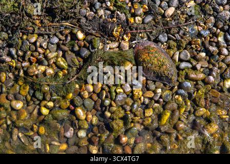 Close-up of a lake shore covered with wet green algae, scattered pebbles, and stones, featuring a broken brown seashell resting on the surface, illumi Stock Photo