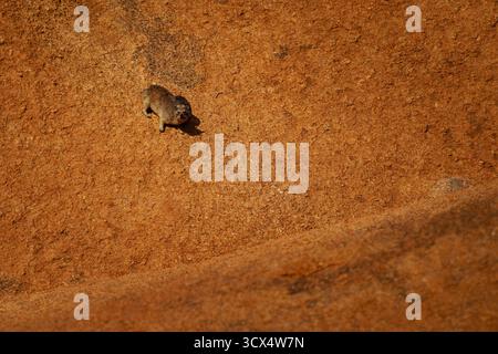 Rock Hyrax - Procavia capensis also dassie, Cape hyrax, rock rabbit and coney, medium-sized terrestrial mammal native to Africa and the Middle East, a Stock Photo