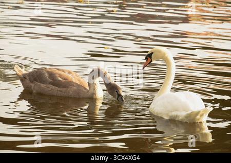 Two swans swimming on the lake. The mute swan, Cygnus olor Stock Photo