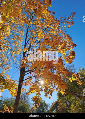 Autumn. Yellow, orange, and green leaves on the trees against a blue sky. Taken with a phone camera. Stock Photo