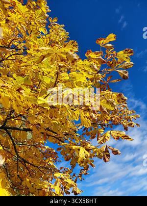 Autumn – yellow chestnut leaves on a tree against a blue sky. Taken with a phone camera. Stock Photo