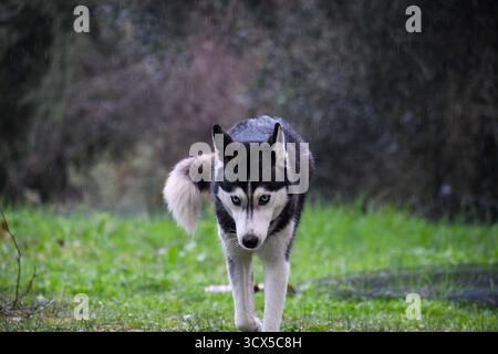 An intense Siberian Husky with piercing blue eyes walks towards the camera through a wet green field. Dynamic portrait of a beautiful purebred wolf-li Stock Photo