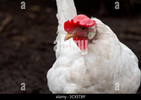 White leghorn hen, profile photo, looking into the camera Stock Photo