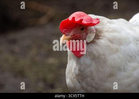 White leghorn hen, profile photo, looking into the camera Stock Photo
