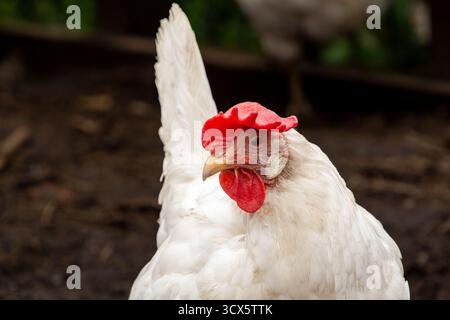 White leghorn hen, profile photo, looking into the camera Stock Photo