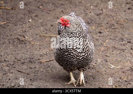 Cuckoo maran chicken looking around. Stock Photo