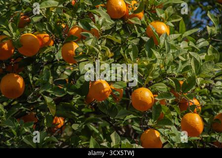 A close-up of oranges hanging on a tree in southern Spain Stock Photo