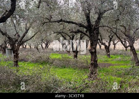 A picture of an olive tree grove with trimmings on the ground in southern Spain. Stock Photo