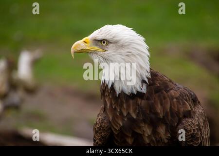 Profile view of an american bald eagle Stock Photo