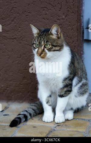 A domestic cat with green eyes and unique markings sits peacefully on a tiled surface, observing its surroundings on a sunny day. Stock Photo