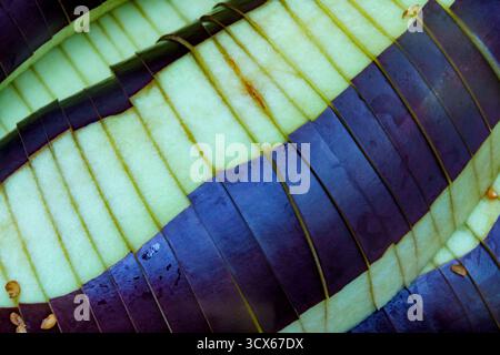 Freshly sliced eggplant displays a beautiful pattern of green and purple, ideal for various dishes in cooking Stock Photo