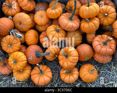 A top-down, high-angle view of a wooden crate overflowing with a dense arrangement of small, bright orange pumpkins and gourds, showcasing the textures of the harvest season. Stock Photo