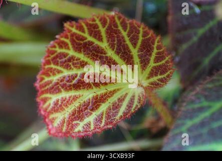 Closeup of the emergent leaf of Begonia Chloroneura with bright lime-green lines against a deep reddish-maroon background. Stock Photo