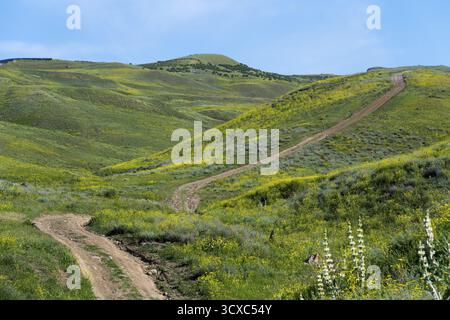 A dirt track winds through a hilly, green-yellowish landscape, countryside near Hatsavan, Kotayk province, Kotayk, Armenia Stock Photo