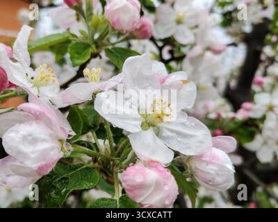 Flowering apple tree in the spring. Apple tree with flowers Stock Photo
