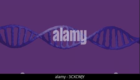 Displaying DNA double helix twisting strands with rungs across purple backdrop illustrating 3D form Stock Photo