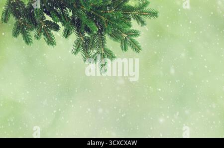 Fir Tree Branches with Gentle Snowfall and Green Snowy Background Stock Photo