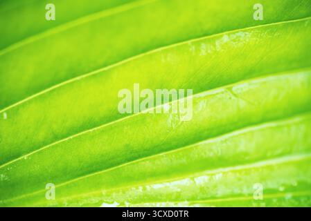 Green Leaf Texture as Background Stock Photo