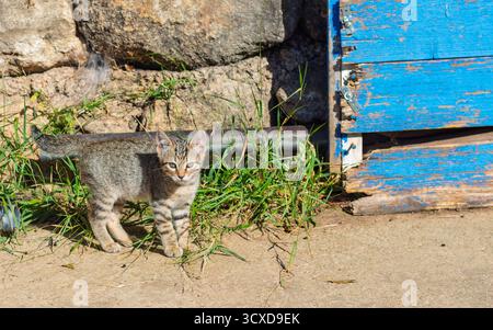 Tabby kitten with striped fur looking directly at the viewer, standing on concrete next to a weathered blue wooden door and stone wall Stock Photo