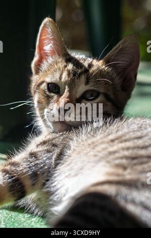 Young domestic tabby kitten relaxing, enjoying warm sunlight, showing peaceful expression, looking at camera Stock Photo
