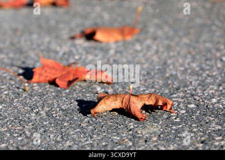 Fallen orange Maple leaves on the street on a sunny day of autumn. Shallow depth of field. Stock Photo