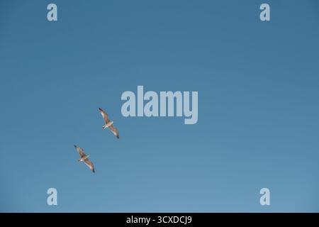 Two seagulls flying in clear blue sky, symbolizing freedom, simplicity and tranquility in nature. Stock Photo