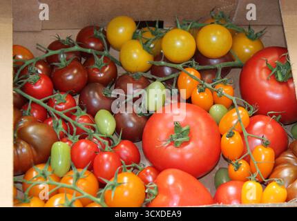 Various Shapes Colours and Sizes of Fresh Tomatoes. Stock Photo