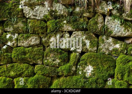 Wall built with irregular light stones. The surface is covered with vibrant green moss and ivy, ideal as a background or Raw Texture graphic resource. Stock Photo