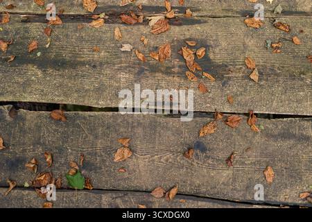 Rough wooden plank texture with scattered dry brown leaves in autumn, top view. Ideal for graphic background on natural, seasonal, or rustic themes. Stock Photo