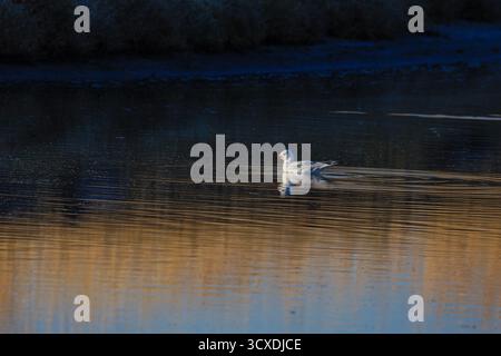 A lone seagull swimming on a calm lake with reflections of golden light. Stock Photo