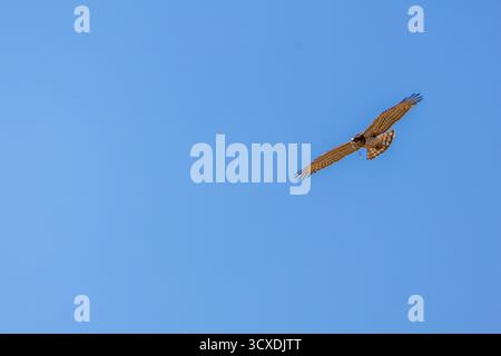 A short-toed snake eagle soaring in a clear blue sky. Stock Photo