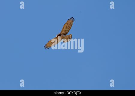 A short-toed snake eagle soaring in a clear blue sky. Stock Photo