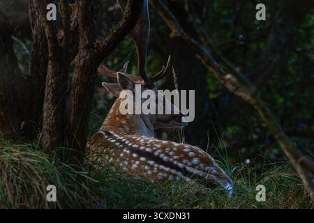 A deer with antlers resting under a tree in a forest. Stock Photo