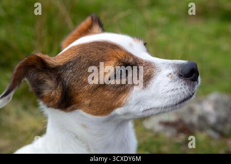 Close-Up Of Female Adult Jack Russell Terrier Stock Photo